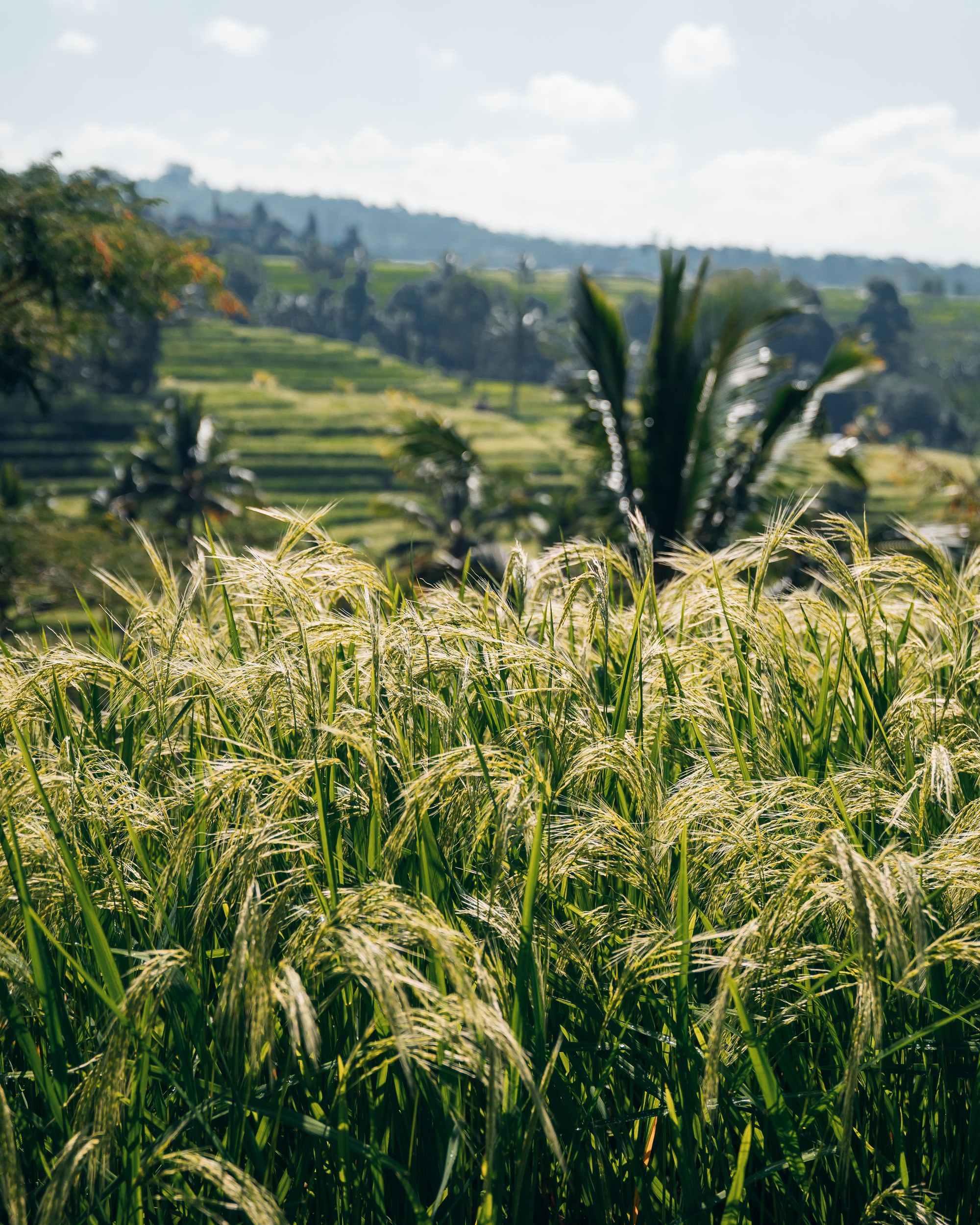 Ein Blick ins Paradies: Die Jatiluwih Reisterrassen auf Bali