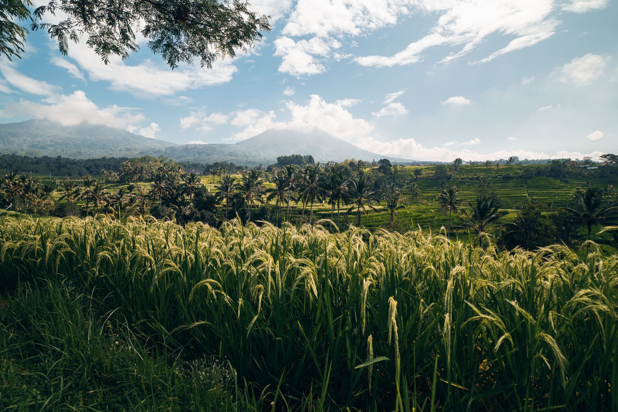 Ein Blick ins Paradies: Die Jatiluwih Reisterrassen auf Bali